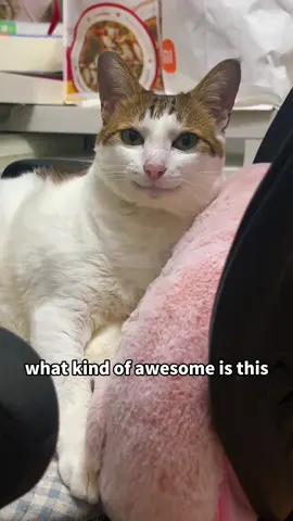 What kind of awesome is this#popular #funny #cat #usa #fyp #usa🇺🇸 #usa_tiktok #puppy #dog 