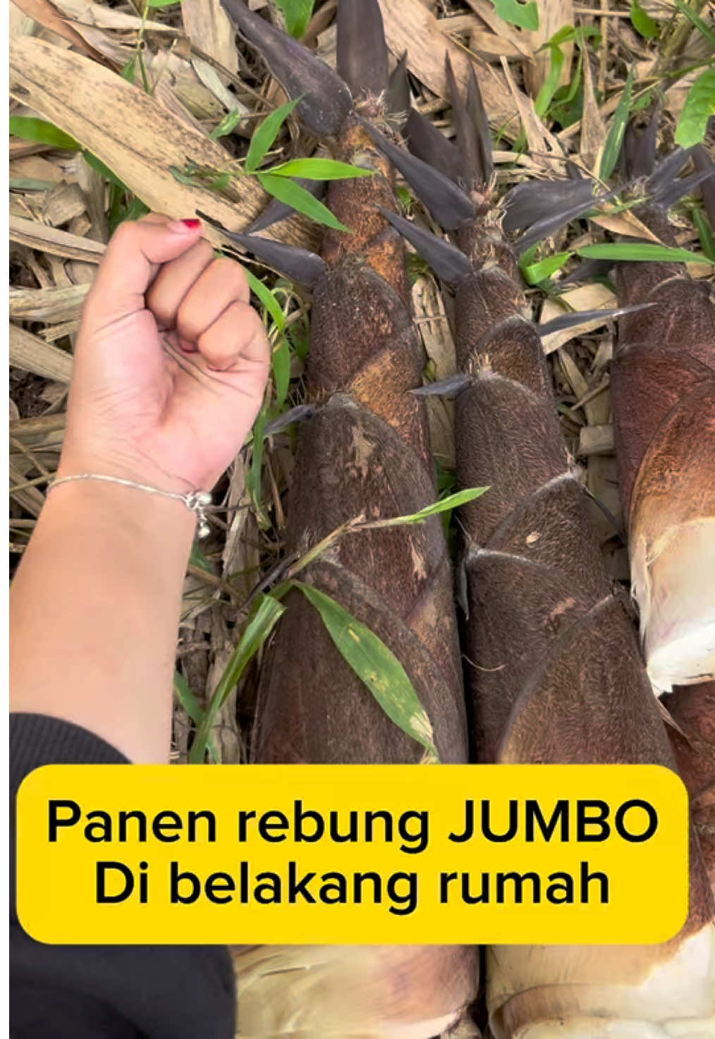 Memanen rebung jumbo #kebun #rebungjumbo #sayuran #fyp 