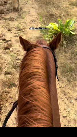 🐎🐎🐎🐎 #dlaciebie #foryouu #tezrancha #equestrianlife #horsegirl #trends #dc #Summer #fyp #hobbyhorsing #adrenalina #horse #horseriding #equestrian #jazdakonna #galop #zart #dystans #mega #rel 