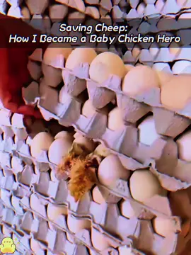 Factory chick to family VIP!#storytime #kindness #help #move #warm #foryou #finds 