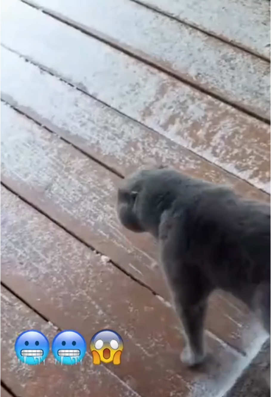 Cats are afraid of the cold. #Coldfearingcats #Catconfusingbehavior #cutecat #funnycat #petfunny #petvideos #fypシ #funnypets #interesting #foryou #funny #pets #viral #funnyanimals 