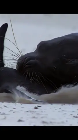 #animalworld #tiktok #Animal #Penguin