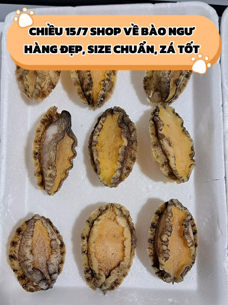 BÀO NGƯ TƯƠI NGON, HÀNG ĐẸP, CHUẨN SIZE 16-18 CON/KG #CapCut #haisantamnhi #haisan #haisantuoisong #bào_ngư #bào_ngư_tươi_sống #bào_ngư_hàn_quốc #baongunuongmohanh #supbaongu #supbaonguvica #supbaonguhaisam #chaobaongu #nauan #reviewanngon 
