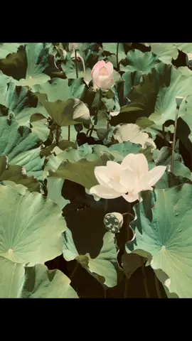 Ngày người rời đi, em đã không kịp nói lời tạm biệt. Em cũng không ngờ, đó lại là lần cuối cùng em được nhìn thấy người bằng đôi mắt này. Thời gian có thể khiến mọi thứ dần phai, nhưng riêng nỗi nhớ, nó chỉ lớn dần theo năm tháng. Dù cách trở âm dương, xin hãy tin rằng: ở nơi này, em vẫn yêu người như những ngày còn có nhau…