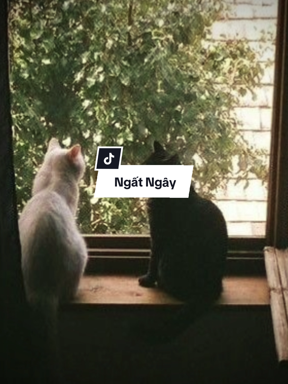 Nếu anh không ở đây..| Ngất Ngây - 1 Ảnh 🎶 #CapCut#ngatngay#hot#viral#nhachaymoingay#xuhuong#maucapcut#xh#tiktok#1anh#mau1anh# 