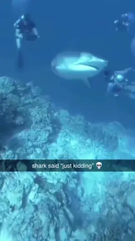 Funny sharks#funny #fyp #foryou #funnyvideos #animals #funnyanimals #sharks 