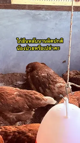 ไก่ยืนหลับนานแล้วค่ะ ไม่ยอมตื่นมากินอาหาร น้องไก่เป็นอะไรคะพี่ๆ น้องป่วยมั้ย ต้องรักษายังไงคะ🥹🥹 #ไก่ป่วย #รักษาไก่ป่วย #ไก่ไข่อารมณ์ดี #บตอยากเลี้ยงไก่ไข่ #เลี้ยงไก่ไข่ภาคใต้