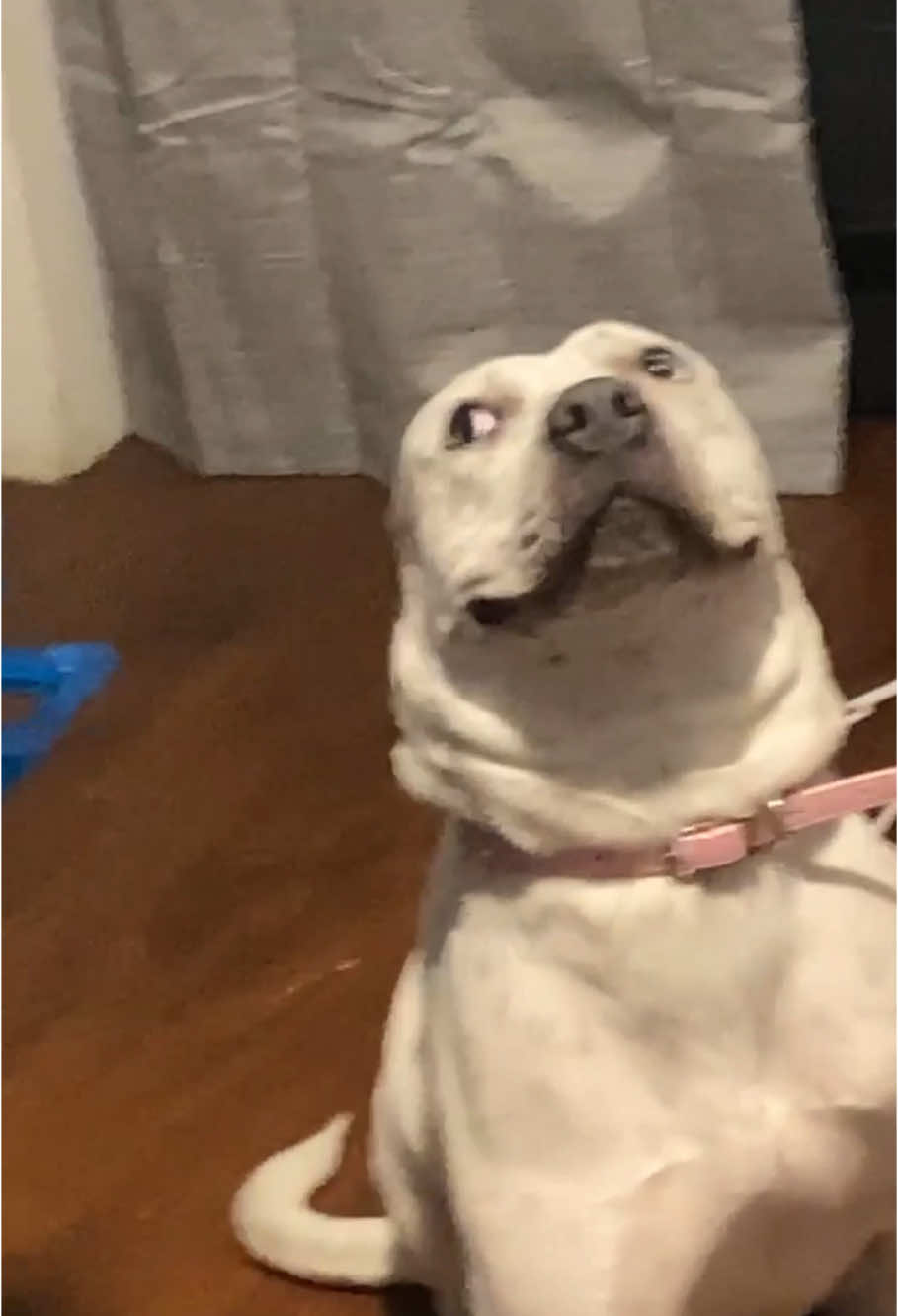 Guilty dogs🤣🥰🥰#dog#funny#funnyanimals#funnypets#animals #dogsofttiktok #pet #foryou #longervideos