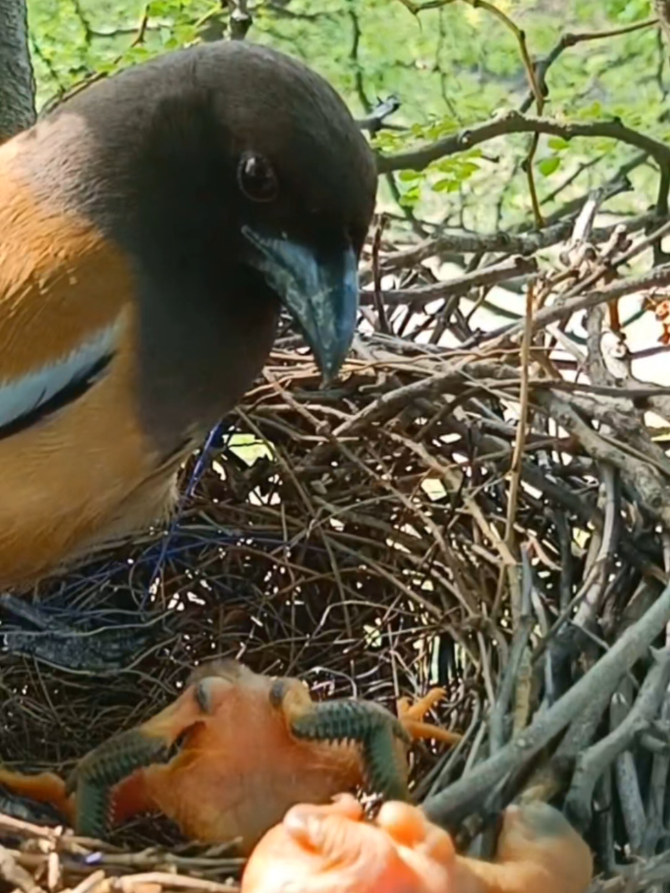 #animals #wildanimals #Cuckoo #bird #fyp 