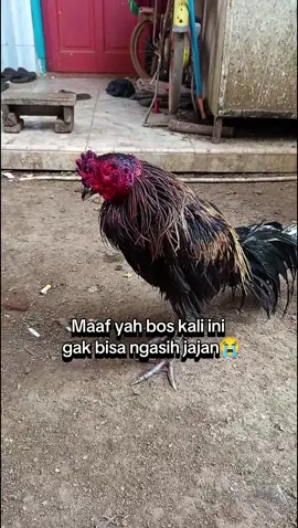 Belum Hoki Bos #bangkokthailand #pakhoy #mangon #pama 