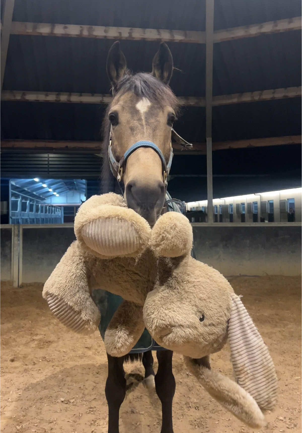 Prince and his big bunny are inseparable😍 #horse #paard #pferd #animal #cuteanimal #horsesofinstagram #horsetok #buckskin #sillyhorse #equestrian #horsesoftiktok #horsedog #nrps #crazyhorse #horsecore #tonguehorse #play 