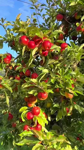 🍎 Apples are crispy, sweet and rich in vitamins. Eat apples every day. #Love #apple #fruit 