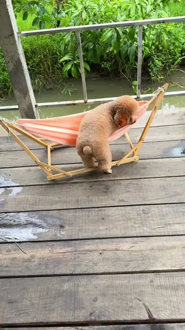 K đâu bằng quê nhà#dog #poodle #cuncung #bongmapbabao #chill 