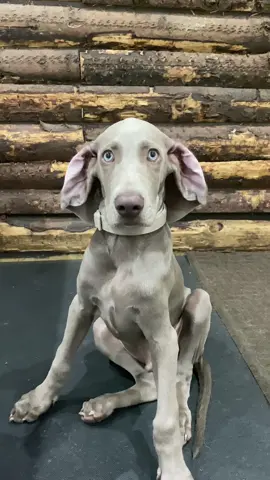 Don’t worry beautiful it won’t be long before you grow into those ears 🥹😂  #weimaraner #puppylove #puppydog #cute #adorable #gorgeous #dobby #houseelf #dog #dogsoftiktok #dogs #pooch #fyp #foryou #trending #Love #harrypotter 