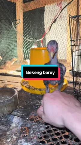 Nok ko meney 😝 #ayambaikkelate #jalak #fyp 