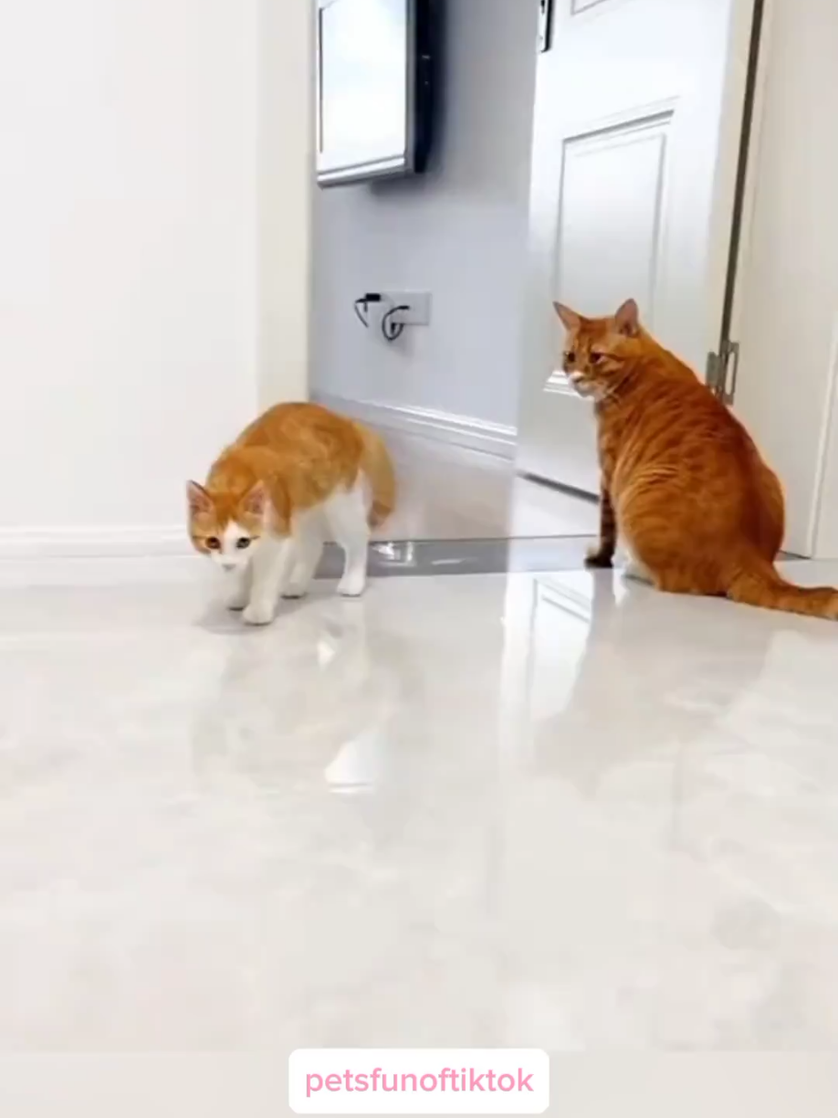 cute and funny cats #cat #catlover #catsoftiktok #lovelycat #funnycat #cutecat 