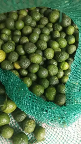 Limau fresh setiap hari. Bisa request ukuran kecil, sedang, besar #jeruklimau #jeruksambal #baksoaci #seblak #bakso #siomay #produklokal #murahbanget #fyp 
