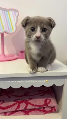 Stay tiny forever x #cattok #cat #baby #kitten #levelsofhappiness #shortvideos 