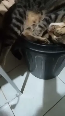 Sarap ng tulog ni Luna 😊😍 #lovercat #foryoupage #tulognatulog #myluna