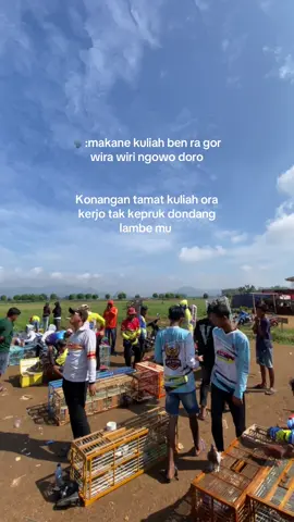 Dadi wong yo ojo tukang nyepelekne wong lio #merpatikolongbebas #merptilover #merpatibalapindonesia @Mas rudiimsw @ferdi_gumay 
