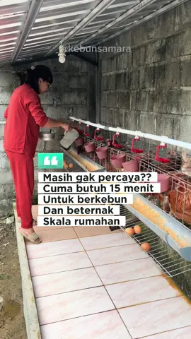 15 menit sama prepare pakan ayam dan ikan Yuk berkebun dan beternak di rumah  #funfact #yukberkebun #yukbeternak #skalarumahan #ide #inspirasi #fyp 