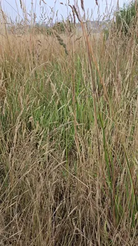 its green grass ..... summat I ain't seen in a long ass time .... #yellow #scorched #dry #norming 