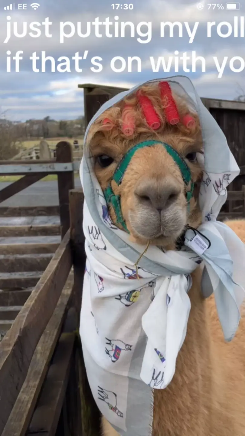 #willowlanealpacas 