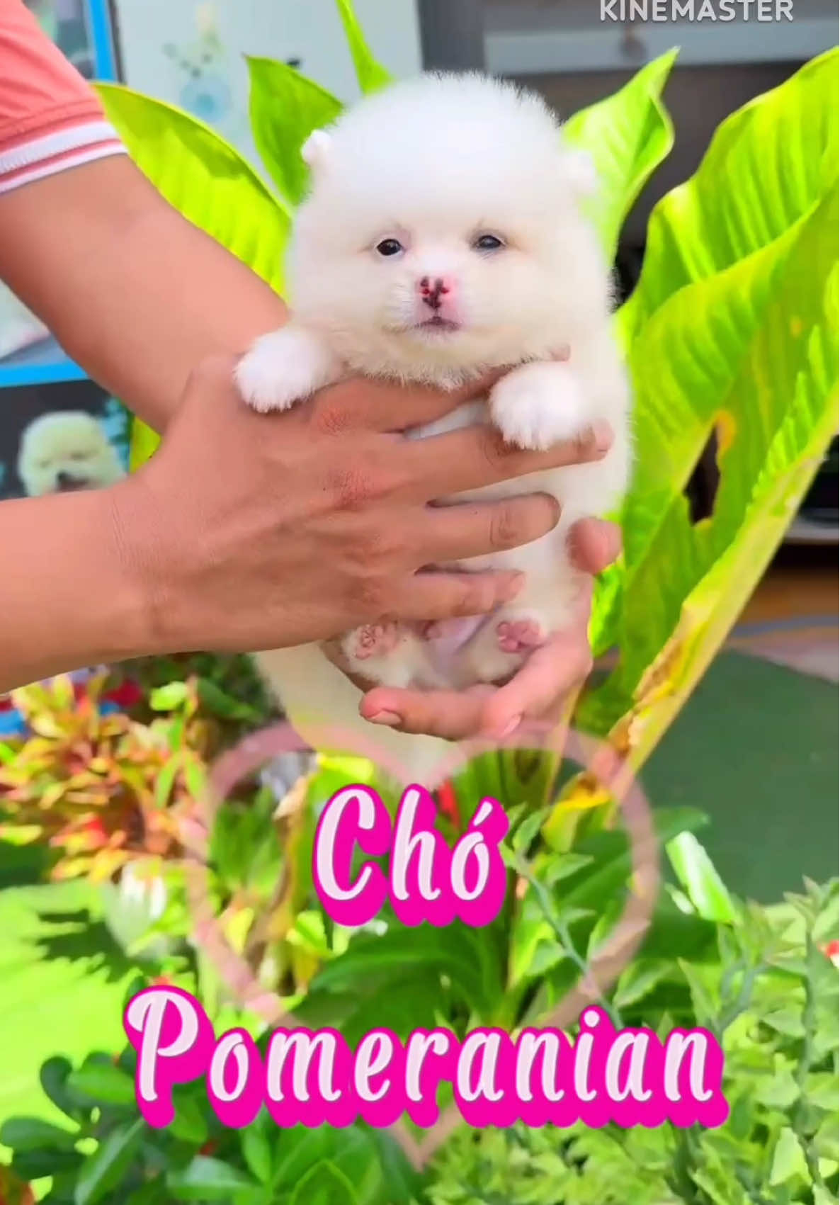 Chó pomeranian đẹp #thucunggiarecantho #phocsocmini #pomeranian #phocsocthuanchung #thucungvuinhon 