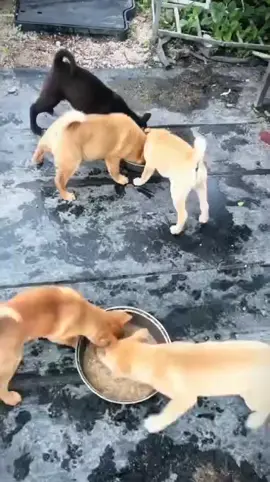 những chú chó tham ăn.#lovelydogs #cutedogs #dogsoftiktok #fyp #xuhuongtiktokk 