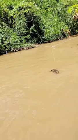 มันทำไมไม่เหมือนปลาชะโดใหญ่