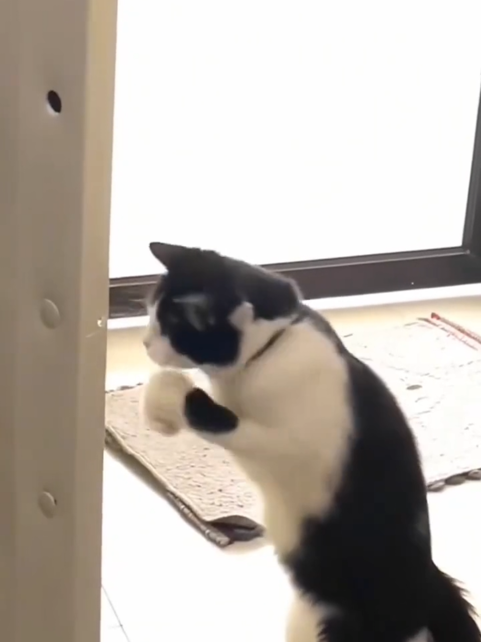 #foryou #viral #catsoftiktok #cats #fyp 