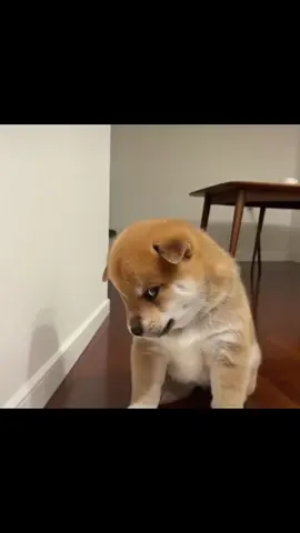 like your girlfriend when she is angry#狗 