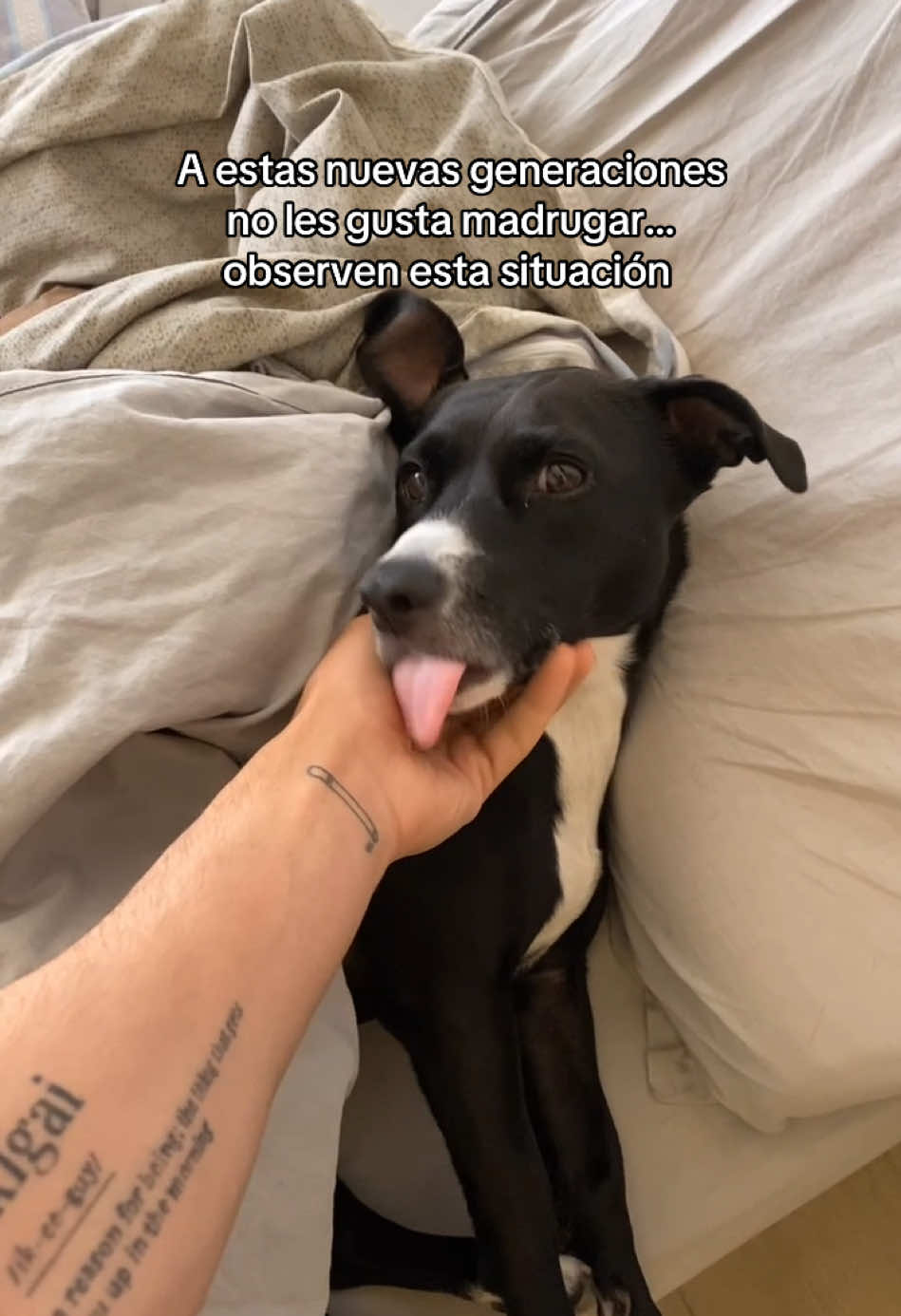 No entiendo a estas generaciones 🐶 #perros #perrostiktokers #nuevasgeneraciones #humor 