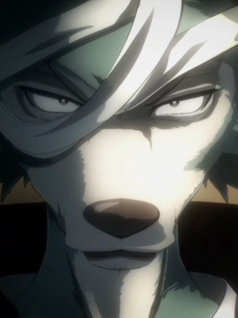 PITBULL‼️ ------------------------------------ #beastars #edit #legoshi #fyp #pitbull #alightmotion_edit 
