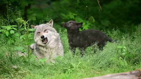 Grey wolf pup playing with pack mate.😍 She is growing so fast!