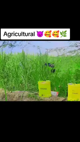 #سنگت_ویڈیو_وائرل_کریسو_آپ_ہیں🥀🌼🙈✨🎇 #🌿🌿🌿🌿#🌾🌾🌾🌾#🌴🌴🌴#🍀🍀🍀#