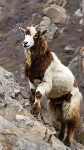 goat calling funny name Mahnoor #goatfunnyvideo #funny #funnynames #unfreezemyaccount #creatorsearchinsights #ai #entertainment #fypシ #goat #animals 