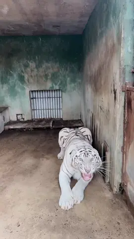 Hơn hổ nhà #tiger #bengali #hổtrắng #truongtac 
