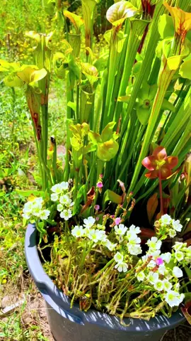 One of my mini bog gardens! 🪷 Currently in full bloom with Dionaea, Drosera, Sarracenia, and Pinguicula 🙌❤️#carnivorousplants 