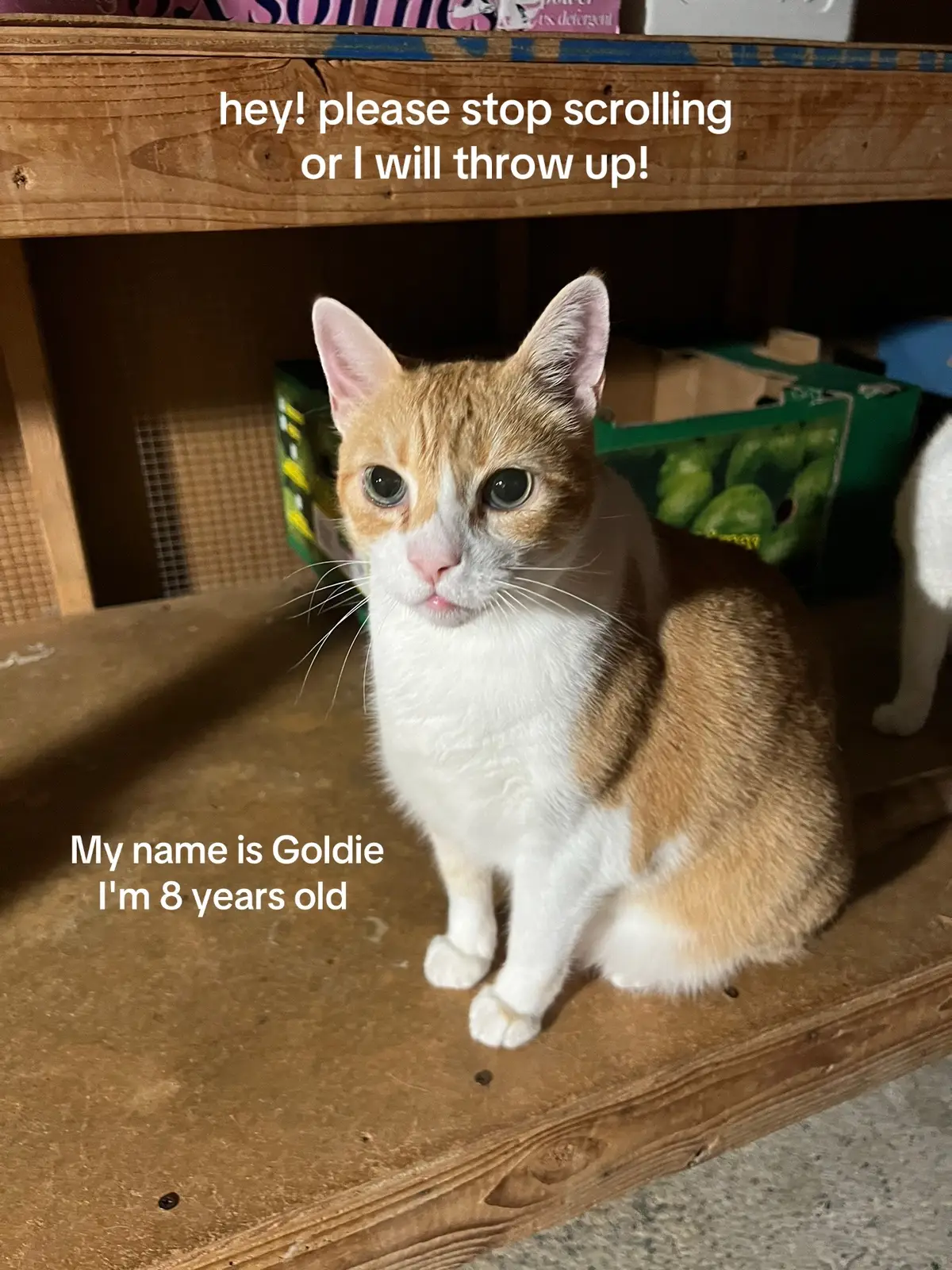 If you were ever consider adopting a cat, now is the time. Kittens are easily adopted while older cats get overlooked constantly. These cats are healthy and still have long lives ahead of them, and rescuing older cats is so so rewarding. Their owner lost her husband and experienced foreclosure because of his medical bills and is now sick herself and unable to care for them. Now she is forced to move and her new housing won't allow her to keep her babies. She was forced to vacate her home today, and my angel of a friend stepped up to foster, but is leaving town this Wednesday so we need to find a solution by then. Shelters will NOT accept older pets and it would be a death sentence for them anyways. Any rescue within a 100 mile radius is being contacted as you are reading this. PLEASE I am begging you all to share this with your network- we only have 48 hours to figure something out for these babies 💔💔💔 #fyp #foryou #viral #viralvideo #cat 