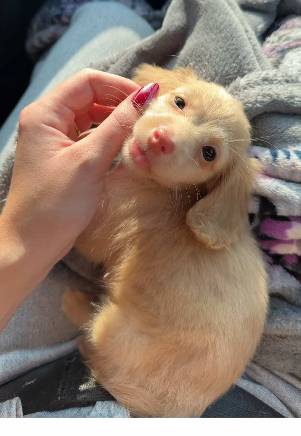 our baby ♥️ #minidachshundpuppy #minidachshund #newpuppy #puppyparents #ourlittlefam 