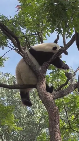 Comfortable panda！#panda #usa🇺🇸 #fyp #funny #tiktok #USA #美国🇺🇸 #usa_tiktok #panda🐼 