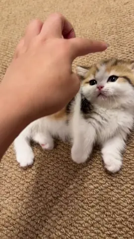 Don't touch me, I'm in a bad mood.🤣🤣🤣#cat #catsoftiktok #socute 