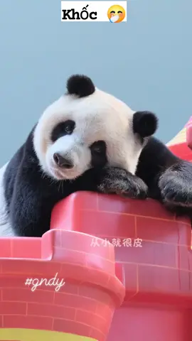 Khốc biết Khốc dễ thương mà 😘😘 #Kuku #khockhoc #panda 