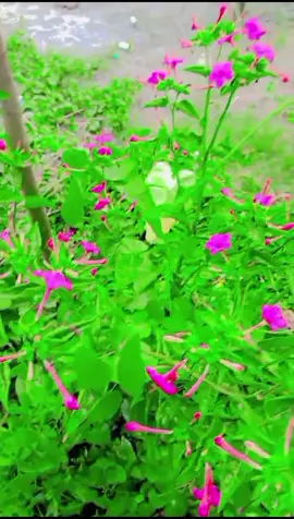 #ফুলে_ফুলে_সাজিয়ে_রেখেছি_হৃদয় 🌹💝 #myfevaretsong🎶🥰 #tendingfypppp🔥🔥 #fypppppppppppppp🔥🔥 