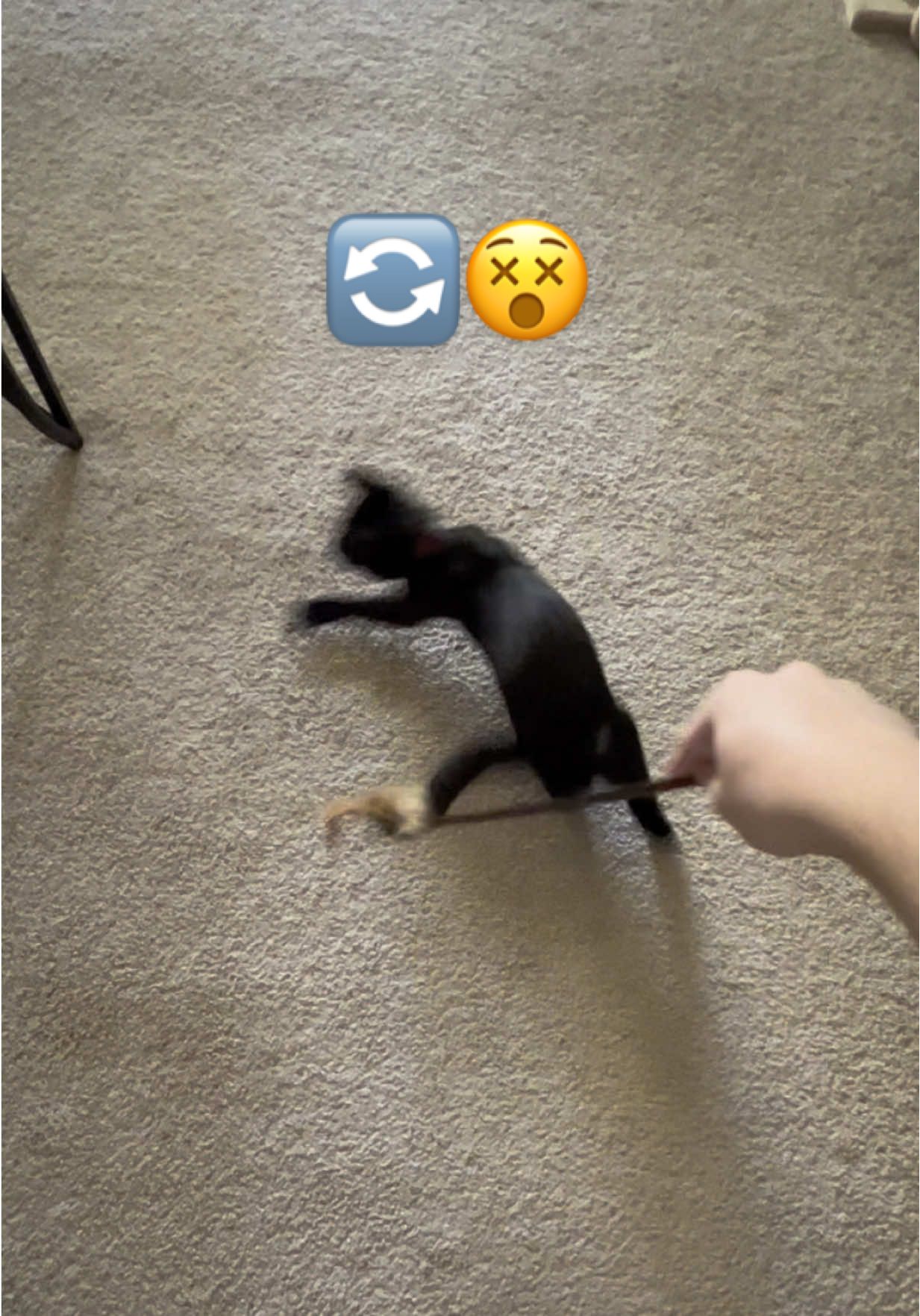 #cats #catsoftiktok #blackcats #blackcatsoftiktok 