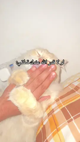 #fyp #fypシ #fypage #for #foryou #foryoupage #foryourpage #viral #viralvideo #viraltiktok #tiktok #cat #pet 