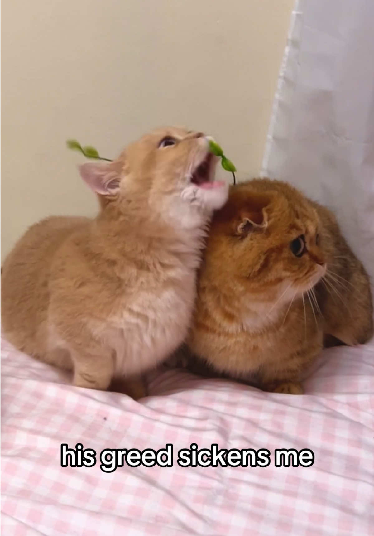 one year of doobert not being allowed to be a plant in peace 😭 #fypppppppppppppppppppppppppppppp #catsoftiktok #kitten #doobscoobgoob #foryoupage 