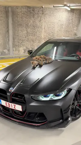 #bmw #cat #trends #fyp 