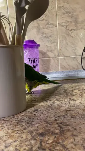 #birds #parrot #foryou 
